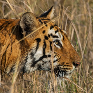 Tadoba - Tigress
